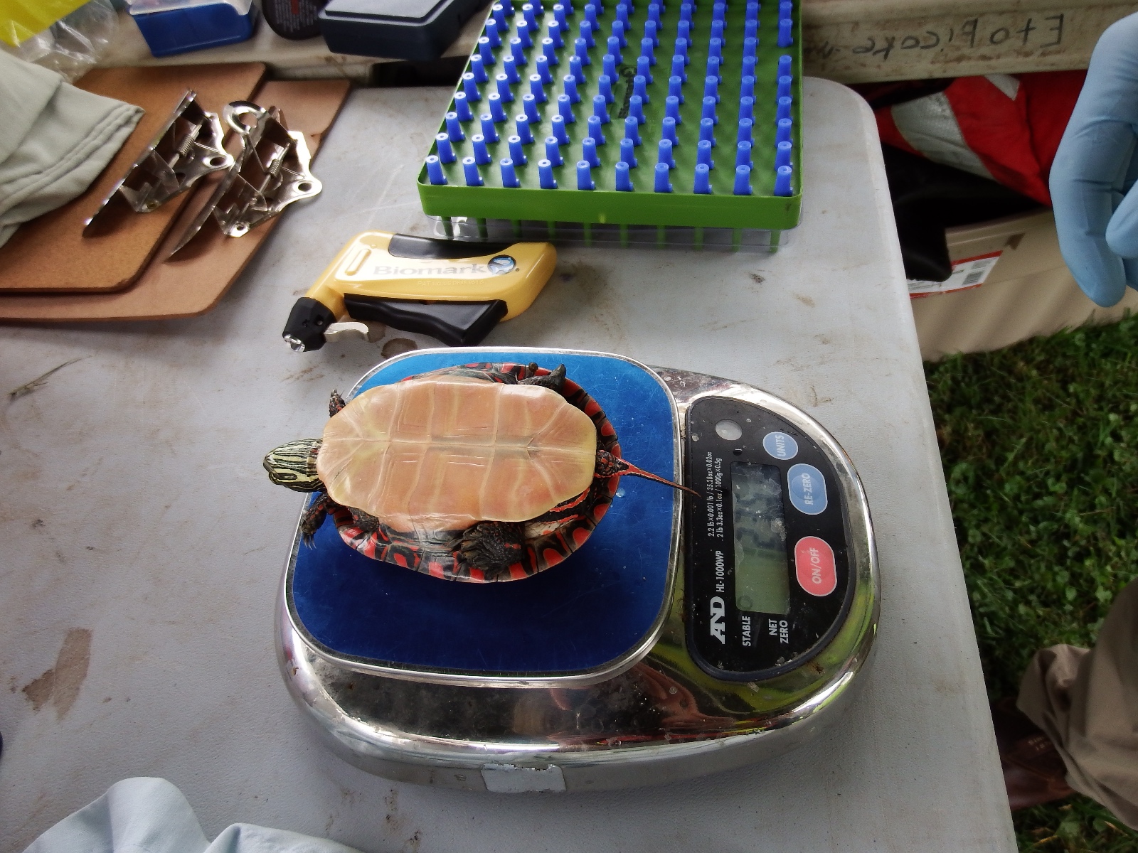 Day2 Turtle1 Aug5 14 (8)   Copy